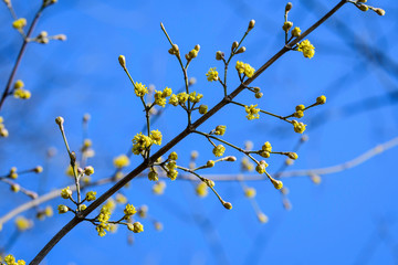 Close of small and delicate yellow flowers of Cornus mas tree in sunny spring day, viewed from below towards clear blue sky