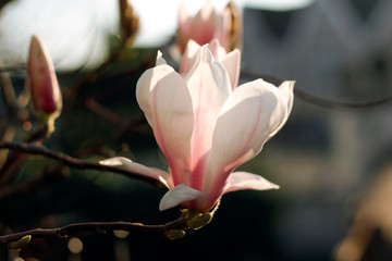 Magnolia Flower Blooming on a Branch at Dusk