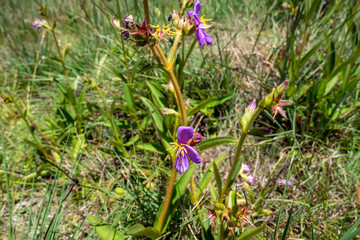 Flor no deserto