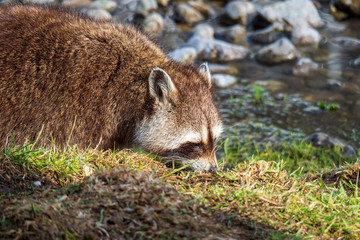 Fototapeta premium Raccoon with beautiful facial mask walking along the bank of a creek heading for the cold water