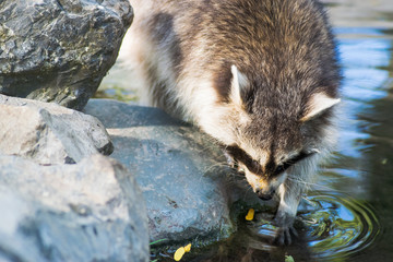 Some raccoons play outside by the water