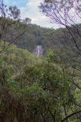 Australian rain forest