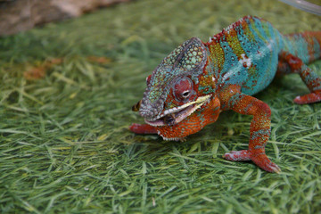 Panther chameleon (Latin. Furcifer pardalis)