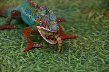 Panther chameleon (Latin. Furcifer pardalis)