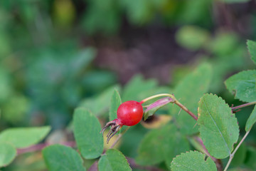 a wild red rosehip fruit under sunlight surrounded by a green leaves