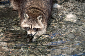 Raccoon with beautiful facial mask walking through a creek and standing in the cold water