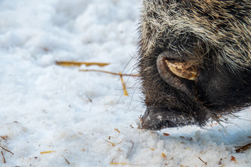 Close-up view of the snout of a male wild boar searching for food underneath the snow in the Alpine region within the Austrian Alps, Austria