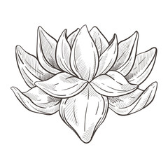 Wild oriental flower or lotus blossom isolated sketch
