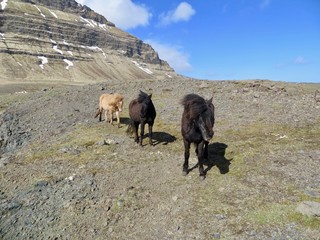 Icelandic horses mountains of Iceland
