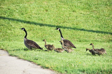 Goose Family Walking