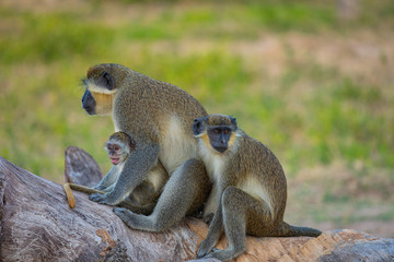 Gambia Monkey. Bijilo National Park. Jungle in Gambia West Africa.