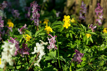 The flower of the Corydalis solida, the fumewort and the Anemone ranunculoides, the yellow anemone
