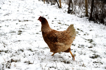 domestic chicken walking and eating  on the snow farm in the winter