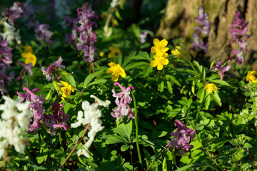 Obraz premium The flower of the Corydalis solida, the fumewort and the Anemone ranunculoides, the yellow anemone