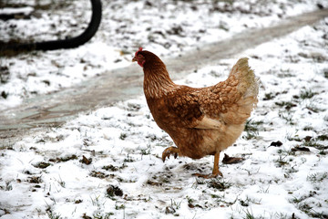 domestic chicken walking and eating  on the snow farm in the winter