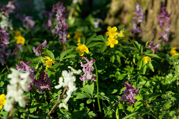The flower of the Corydalis solida, the fumewort and the Anemone ranunculoides, the yellow anemone