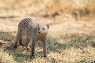 The slender mongoose (Galerella sanguinea), also known as the black-tipped mongoose