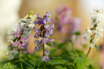 The flower of the Corydalis solida, the fumewort