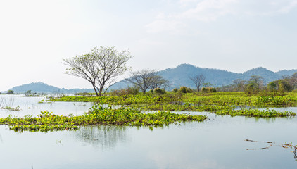 Landscape tree grow in water pond  and blue sky  with mountain back.