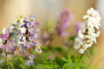 The flower of the Corydalis solida, the fumewort