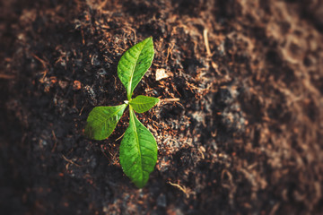 little tree on the ground. growth, save the world, Global warming concept.