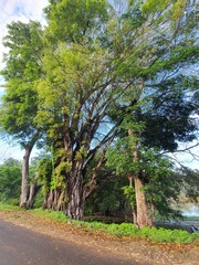 The big trees of side road 