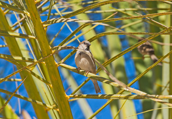 House sparrow stood on branch in palm tree