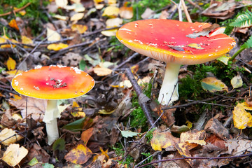 A low-angle view of two red colored , poisonous fly agaric mushrooms in the german forest. They are growing in autumn time in mossy places.