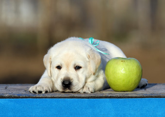 labrador puppy on a blue background