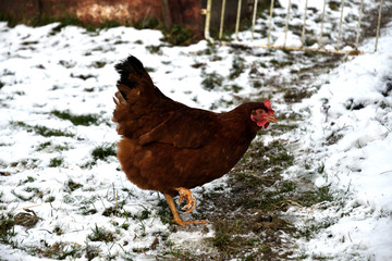 domestic chicken walking and eating  on the snow farm in the winter
