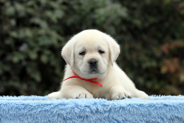 the sweet nice labrador puppy on a blue background