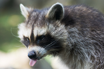 Mouth and tongue of a raccoon, portrait