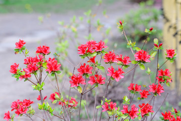 Bush of delicate red flowers of azalea or Rhododendron plant in a sunny spring Japanese garden, beautiful outdoor floral background