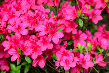 Bush of delicate pink magenta flowers of azalea or Rhododendron plant in a sunny spring Japanese garden,  beautiful outdoor floral background