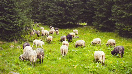 Flock of sheep grazing on green meadow