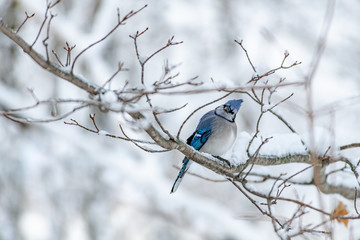 Curious Bluejay in a snowy landscape