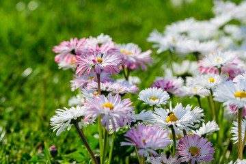 Side view of large group of Daisies or Bellis perennis white and pink flowers in direct sunlight, in a sunny spring garden, beautiful outdoor floral background © Cristina Ionescu