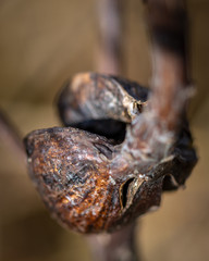 Split Goldenrod Gall up close along the nature trail!