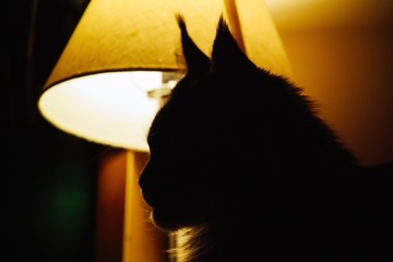 blue tabby maine coon kitten relaxing on wooden floor looking up. The drop shadow of the cat's head looks like batman's silhouette