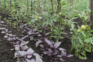 Rows of eco red basil plants and tomatoes in spring garden