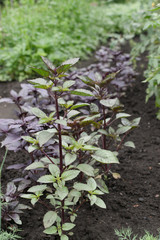 Rows of eco red basil plants in spring garden