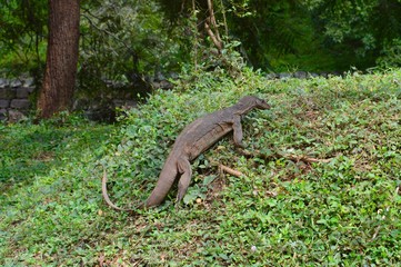 Echse Sri Lanka