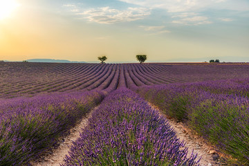 Fototapeta na wymiar Lavender