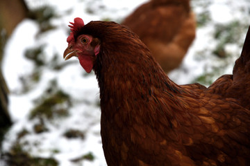 detail of chicken head in winter on the snow