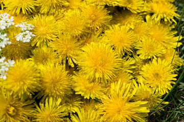 Dandelion flower natural yellow pattern or texture close up