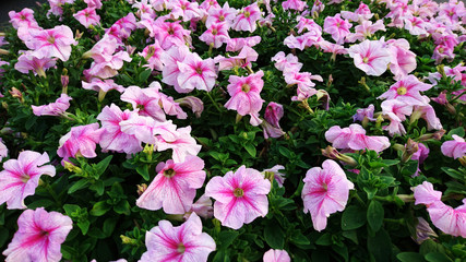 Brigitte winter in tomato