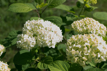 White flowers of hydrangea or hortensia closeup