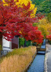 Landscape  of red and orange autumn maple leaves  in Kyoto.