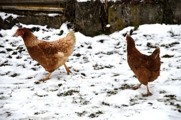 domestic chicken walking and eating  on the snow farm in the winter