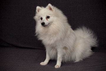 The Japanese Spitz